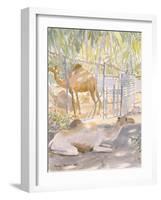 Camels at Rest, Salala (Oman) 1992-Lucy Willis-Framed Giclee Print