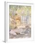 Camels at Rest, Salala (Oman) 1992-Lucy Willis-Framed Giclee Print