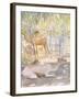 Camels at Rest, Salala (Oman) 1992-Lucy Willis-Framed Giclee Print