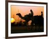 Camels at Sunset in Dubai, March 2000-null-Framed Photographic Print