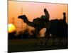 Camels at Sunset in Dubai, March 2000-null-Mounted Photographic Print