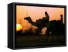 Camels at Sunset in Dubai, March 2000-null-Framed Stretched Canvas