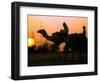 Camels at Sunset in Dubai, March 2000-null-Framed Photographic Print