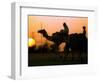 Camels at Sunset in Dubai, March 2000-null-Framed Photographic Print