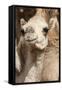 Camels at the Camel Market in Al Ain Near Dubai, United Arab Emirates-Michael DeFreitas-Framed Stretched Canvas