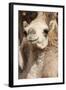 Camels at the Camel Market in Al Ain Near Dubai, United Arab Emirates-Michael DeFreitas-Framed Photographic Print