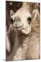 Camels at the Camel Market in Al Ain Near Dubai, United Arab Emirates-Michael DeFreitas-Mounted Photographic Print