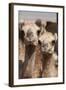 Camels at the Camel Market in Al Ain Near Dubai, United Arab Emirates-Michael DeFreitas-Framed Photographic Print