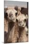 Camels at the Camel Market in Al Ain Near Dubai, United Arab Emirates-Michael DeFreitas-Mounted Photographic Print