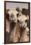 Camels at the Camel Market in Al Ain Near Dubai, United Arab Emirates-Michael DeFreitas-Framed Photographic Print