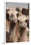 Camels at the Camel Market in Al Ain Near Dubai, United Arab Emirates-Michael DeFreitas-Framed Premium Photographic Print