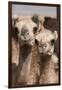 Camels at the Camel Market in Al Ain Near Dubai, United Arab Emirates-Michael DeFreitas-Framed Premium Photographic Print