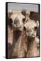 Camels at the Camel Market in Al Ain Near Dubai, United Arab Emirates-Michael DeFreitas-Framed Stretched Canvas