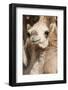 Camels at the Camel Market in Al Ain Near Dubai, United Arab Emirates-Michael DeFreitas-Framed Photographic Print