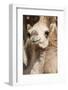 Camels at the Camel Market in Al Ain Near Dubai, United Arab Emirates-Michael DeFreitas-Framed Photographic Print