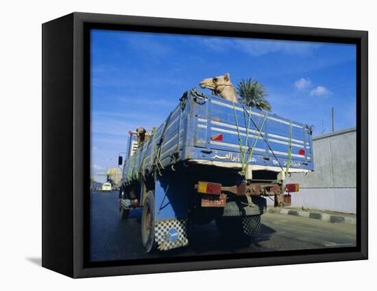 Camels Being Driven to Market in Back of Truck, Cairo, Egypt-Sylvain Grandadam-Framed Stretched Canvas