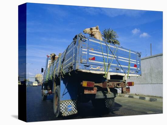 Camels Being Driven to Market in Back of Truck, Cairo, Egypt-Sylvain Grandadam-Stretched Canvas