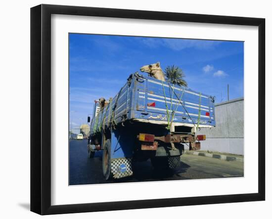 Camels Being Driven to Market in Back of Truck, Cairo, Egypt-Sylvain Grandadam-Framed Photographic Print