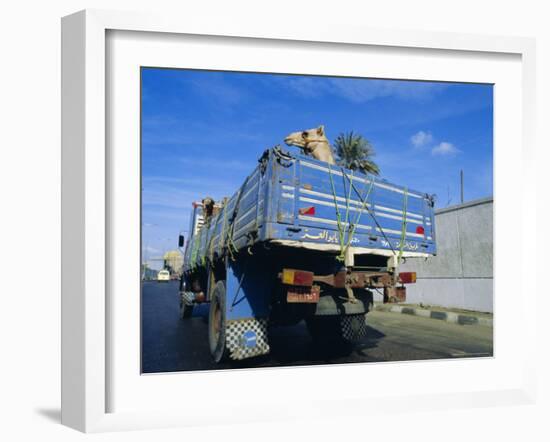 Camels Being Driven to Market in Back of Truck, Cairo, Egypt-Sylvain Grandadam-Framed Photographic Print