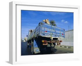 Camels Being Driven to Market in Back of Truck, Cairo, Egypt-Sylvain Grandadam-Framed Photographic Print