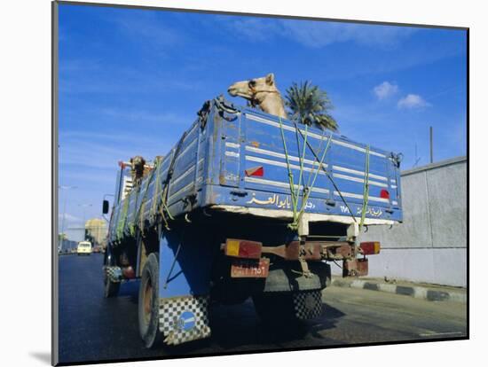 Camels Being Driven to Market in Back of Truck, Cairo, Egypt-Sylvain Grandadam-Mounted Photographic Print