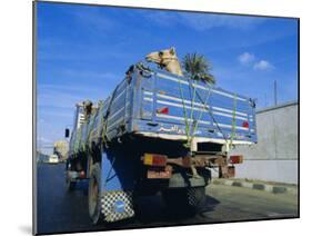 Camels Being Driven to Market in Back of Truck, Cairo, Egypt-Sylvain Grandadam-Mounted Photographic Print