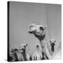 Camels Being Sold at Animal Market-Bob Landry-Stretched Canvas