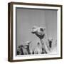 Camels Being Sold at Animal Market-Bob Landry-Framed Photographic Print