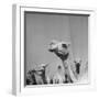 Camels Being Sold at Animal Market-Bob Landry-Framed Photographic Print