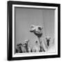 Camels Being Sold at Animal Market-Bob Landry-Framed Photographic Print