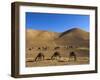 Camels, Between Herat and Maimana (After Bala Murghah), Afghanistan-Jane Sweeney-Framed Photographic Print