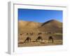 Camels, Between Herat and Maimana (After Bala Murghah), Afghanistan-Jane Sweeney-Framed Photographic Print