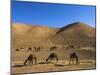 Camels, Between Herat and Maimana (After Bala Murghah), Afghanistan-Jane Sweeney-Mounted Photographic Print