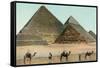 Camels by Pyramids, Egypt-null-Framed Stretched Canvas