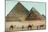 Camels by Pyramids, Egypt-null-Mounted Art Print