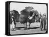 Camels Carrying Fodder, Egypt, C1890-Newton & Co-Framed Stretched Canvas