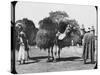 Camels Carrying Fodder, Egypt, C1890-Newton & Co-Stretched Canvas