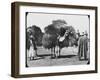 Camels Carrying Fodder, Egypt, C1890-Newton & Co-Framed Photographic Print