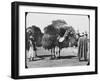 Camels Carrying Fodder, Egypt, C1890-Newton & Co-Framed Photographic Print