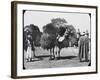 Camels Carrying Fodder, Egypt, C1890-Newton & Co-Framed Photographic Print