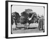 Camels Carrying Fodder, Egypt, C1890-Newton & Co-Framed Photographic Print