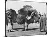 Camels Carrying Fodder, Egypt, C1890-Newton & Co-Mounted Photographic Print
