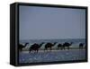 Camels Crossing Coastal Lagoon and Arabian Sea, Near Salalah, Dhofar Region, Oman, Middle East-Patrick Dieudonne-Framed Stretched Canvas