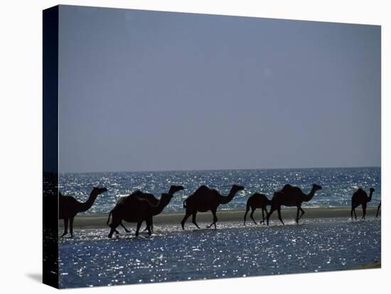 Camels Crossing Coastal Lagoon and Arabian Sea, Near Salalah, Dhofar Region, Oman, Middle East-Patrick Dieudonne-Stretched Canvas