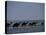 Camels Crossing Coastal Lagoon and Arabian Sea, Near Salalah, Dhofar Region, Oman, Middle East-Patrick Dieudonne-Stretched Canvas