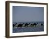 Camels Crossing Coastal Lagoon and Arabian Sea, Near Salalah, Dhofar Region, Oman, Middle East-Patrick Dieudonne-Framed Photographic Print