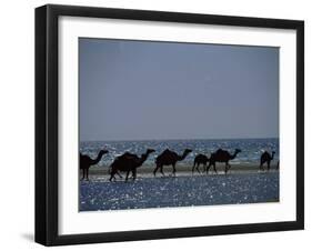 Camels Crossing Coastal Lagoon and Arabian Sea, Near Salalah, Dhofar Region, Oman, Middle East-Patrick Dieudonne-Framed Photographic Print