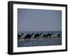 Camels Crossing Coastal Lagoon and Arabian Sea, Near Salalah, Dhofar Region, Oman, Middle East-Patrick Dieudonne-Framed Photographic Print