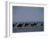 Camels Crossing Coastal Lagoon and Arabian Sea, Near Salalah, Dhofar Region, Oman, Middle East-Patrick Dieudonne-Framed Photographic Print