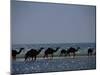 Camels Crossing Coastal Lagoon and Arabian Sea, Near Salalah, Dhofar Region, Oman, Middle East-Patrick Dieudonne-Mounted Photographic Print